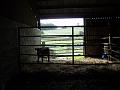 Calf's new pen away from bar area